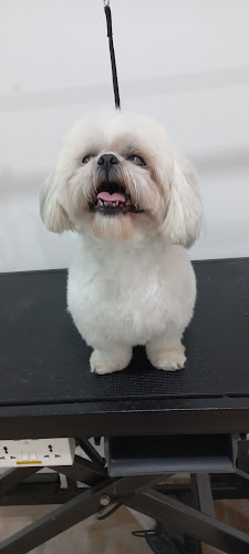 Peluquería Canina Duke