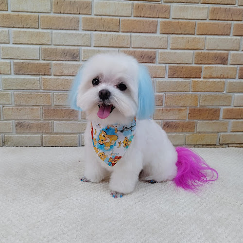 Negocio Peluquería Canina Dulce Y Salvaje