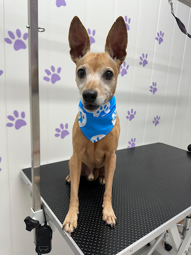 Negocio Peluquería Canina - El Club De Kuddy