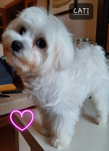 Negocio Peluquería Canina El Rincón Del Perro