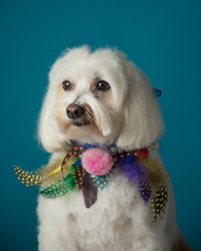 Peluquería Canina Eliane Queiroz