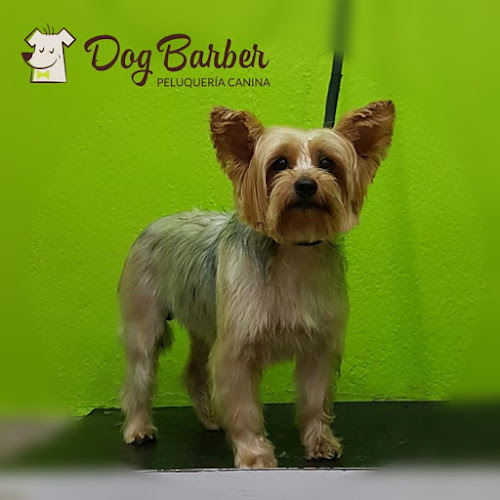 Negocio Peluquería Canina En Huelva Dog Barber