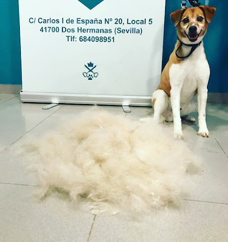 Negocio Peluquería Canina Esencia