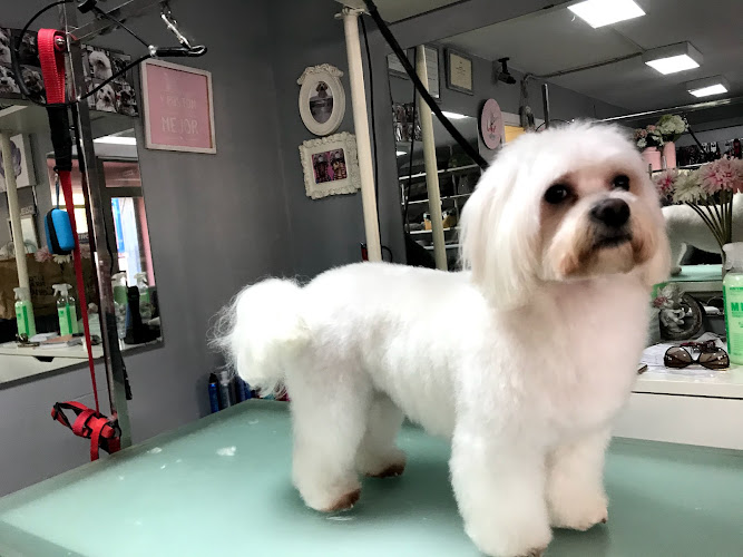 Negocio Peluquería Canina Estil Gos