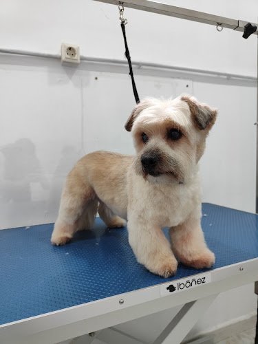 Negocio Peluquería Canina Firulais