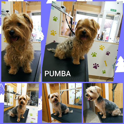 Negocio Peluqueria Canina Geuz