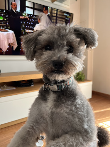 Negocio Peluquería Canina Guau Guau Guau