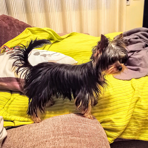 Negocio Peluquería Canina, I Vet Aquí Un Gos... Torreforta.
