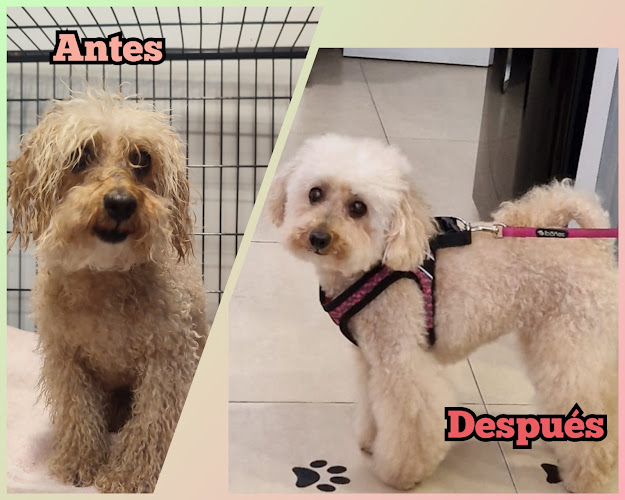 Negocio Peluqueria Canina Keni