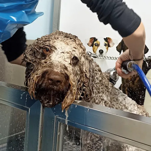 Peluquería Canina La Elipa Y Autolavado De Mascotas I Love Dog Wash | Madrid Ciudad Lineal
