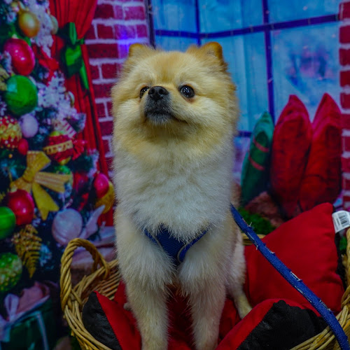 Negocio Peluqueria Canina La Linea By Almudena Garcia