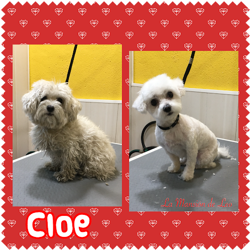 Negocio Peluquería Canina La Mansión De Leo