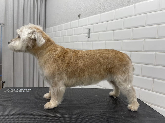 Peluquería Canina La Pelu De Ricki