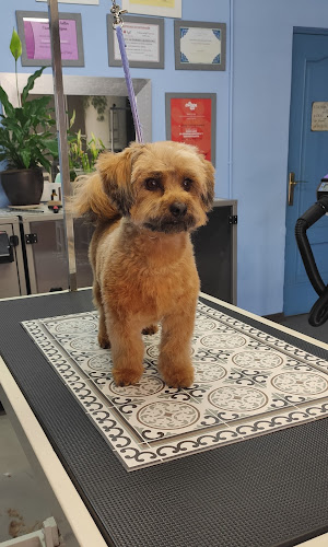 Negocio Peluquería Canina La Tijera Loca