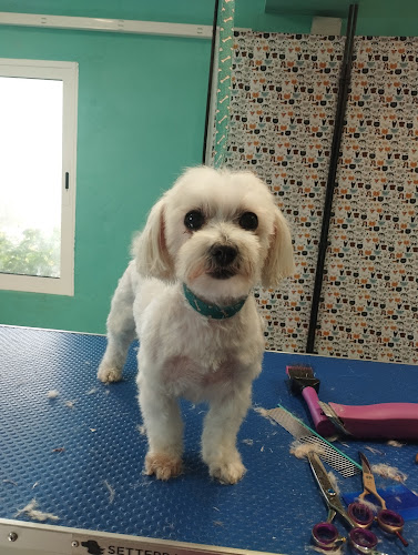 Negocio Peluquería Canina Ladridos Y Burbujas