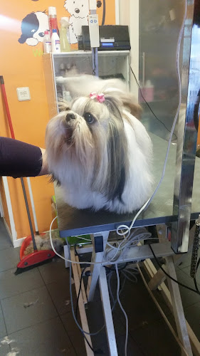 Negocio Peluquería Canina 
