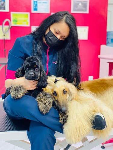 Negocio Peluqueria Canina Lorena Bedlington