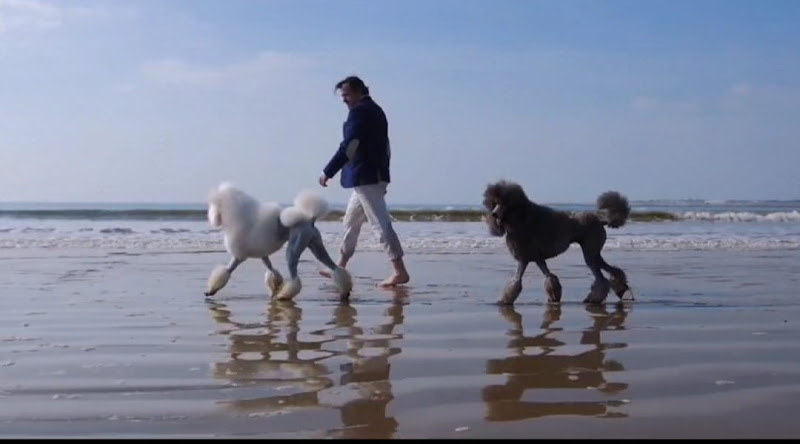 Negocio Peluquería Canina Luxury Grooming