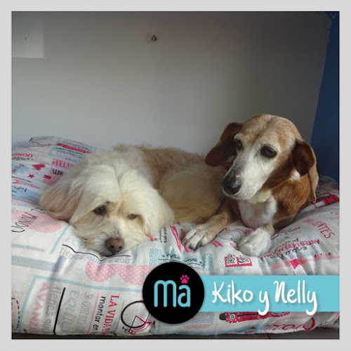 Negocio Peluqueria Canina Madogna