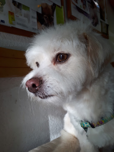 Peluquería Canina Marisa