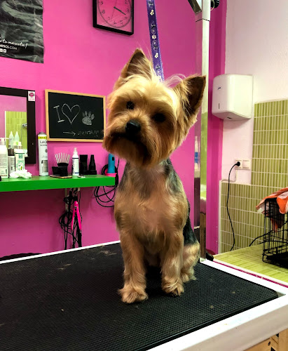Negocio Peluqueria Canina Marta