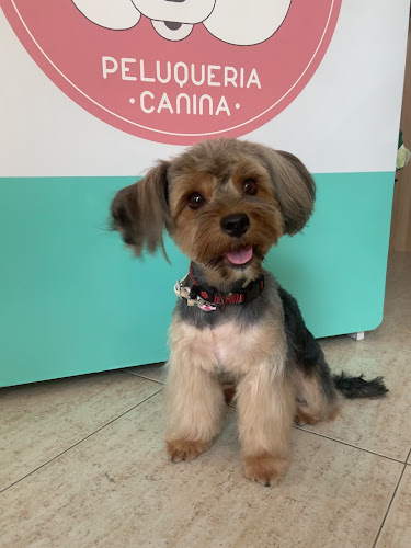 Negocio Peluqueria Canina Mas Cukki