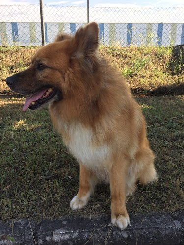 Negocio Peluquería Canina Más Que Pelos