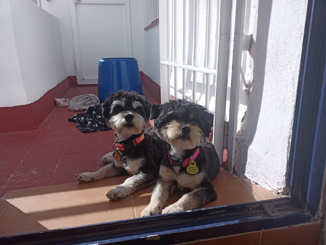 Negocio Peluquería Canina Maskotas
