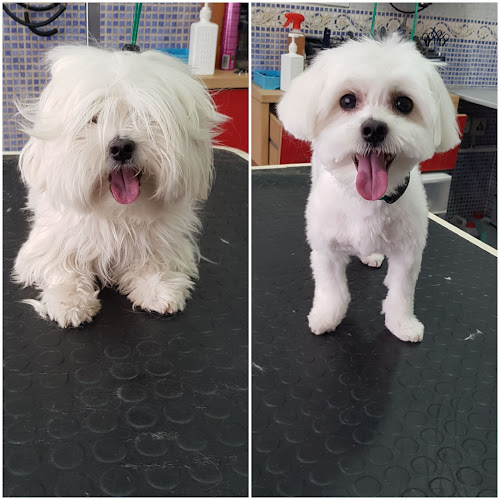 Negocio Peluquería Canina Meiga.-Amparo Cuadrado Casaña