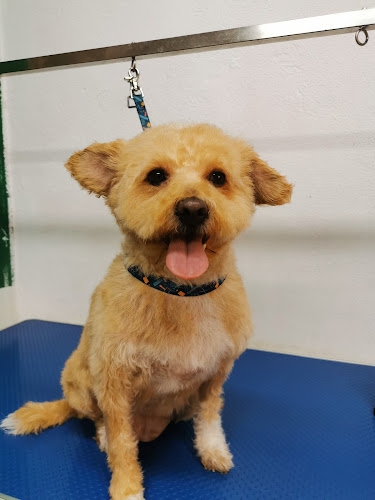 Negocio Peluqueria Canina Mimos