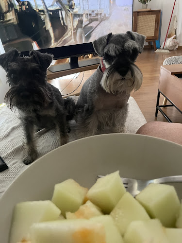 Negocio Peluquería Canina Mister Can