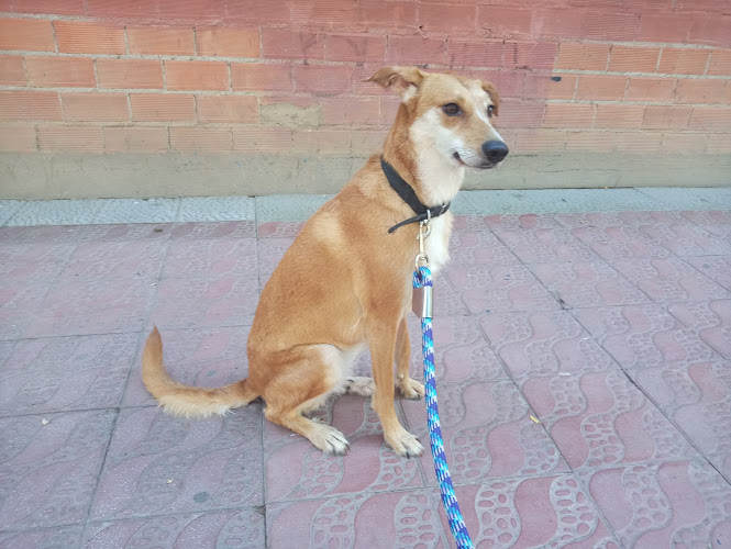 Negocio Peluquería Canina Movican