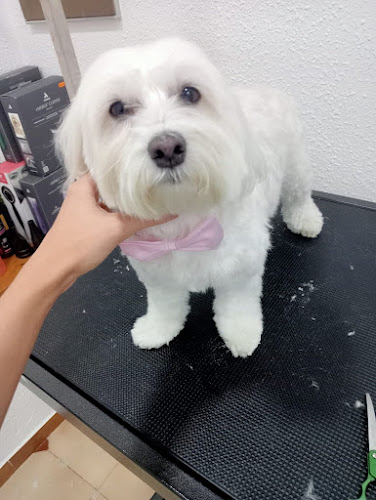Peluqueria Canina Nero