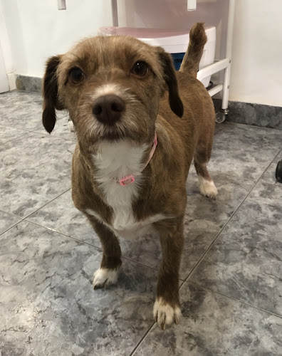 Peluquería Canina Ohana