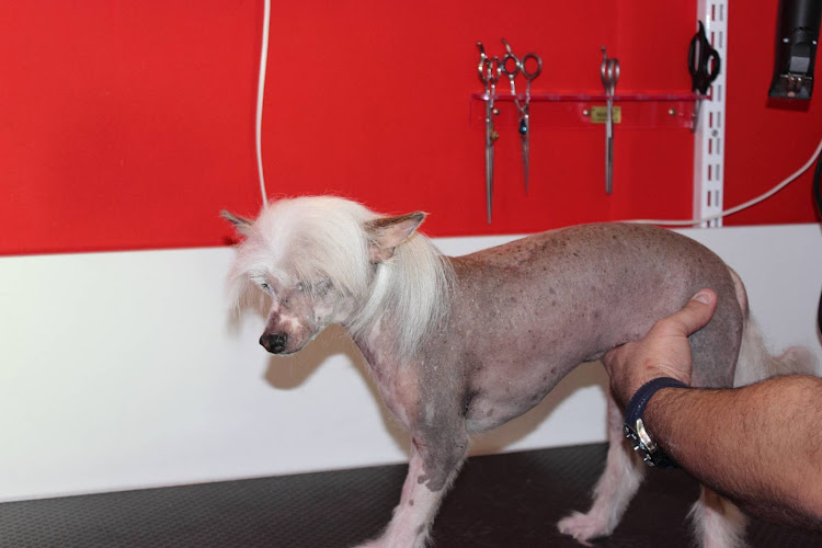 Negocio Peluqueria Canina Patitas