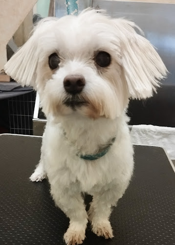 Negocio Peluquería Canina Pelanas