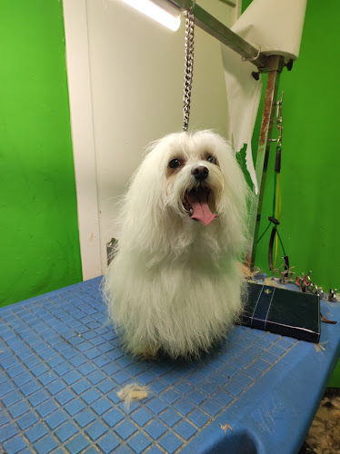 Negocio Peluqueria Canina Peludikos