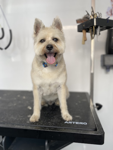 Negocio Peluqueria Canina-Peluditos Brillantes