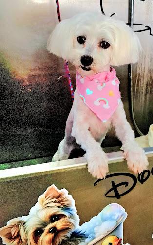 Negocio Peluqueria Canina Petshop Tienda De Accesorios Para Perritos Y Gatos Lorena Solla