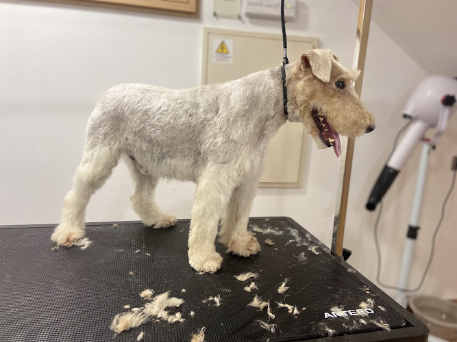 Peluqueria Canina Pompas