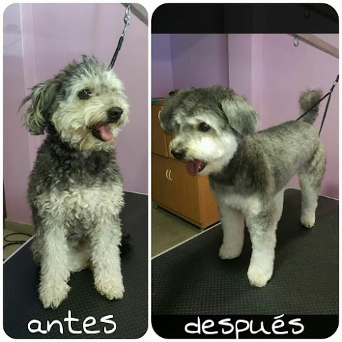 Negocio Peluquería Canina Pompas