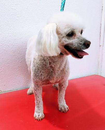 Negocio Peluqueria Canina 