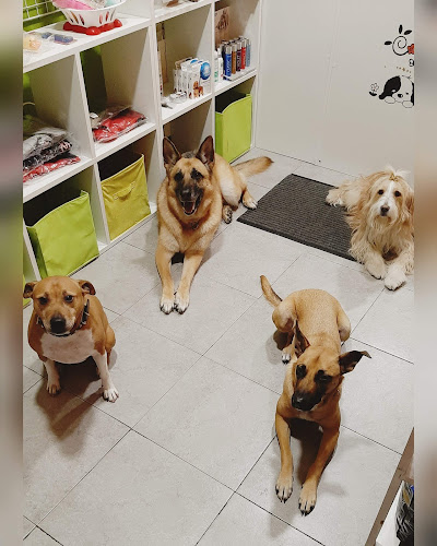 Negocio Peluquería Canina Puppy