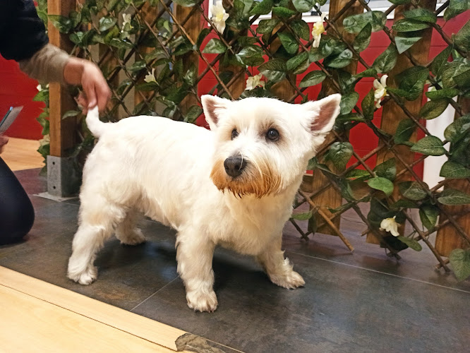 Peluquería Canina Raquel