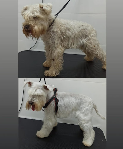 Negocio Peluqueria Canina Scooby Wash