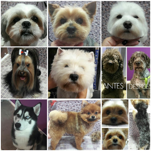 Negocio Peluqueria Canina Sevilla Este
