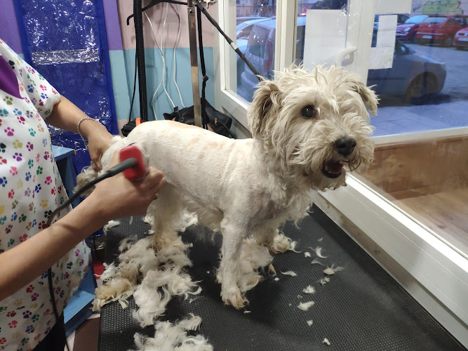 Negocio Peluquería Canina Souad