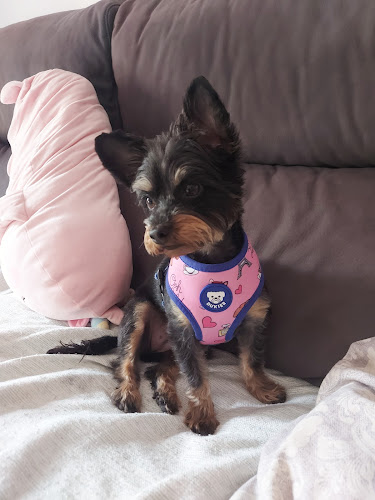 Negocio Peluquería Canina Sweetcoco