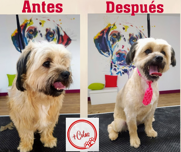 Negocio Peluquería Canina -Tienda De Alimentación + Cotas