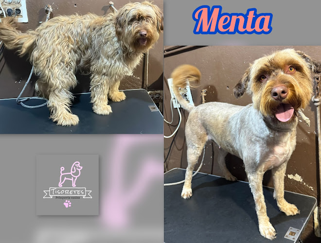 Negocio Peluquería Canina Tisoretes